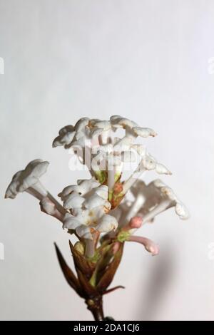 Weiße Blüte viburnum farreri Dampf Familie adoxaceae Makro modern Hochwertiger Hintergrunddruck Stockfoto