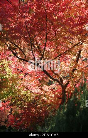 Leuchtend rote Herbstblätter, die von spätem Sonnenlicht beleuchtet werden, kontrastieren mit dunklen Zweigen auf einem chinesischen Pistache-Baum, Pine Mountain Lake CA. Stockfoto