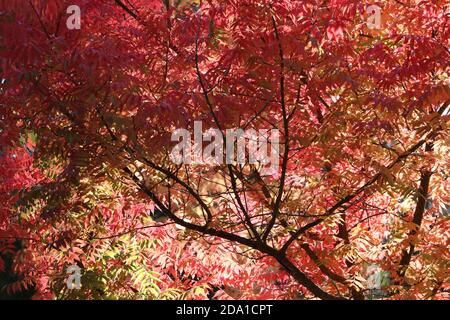 Leuchtend rote Herbstblätter, die von spätem Sonnenlicht beleuchtet werden, kontrastieren mit dunklen Zweigen auf einem chinesischen Pistache-Baum, Pine Mountain Lake CA. Stockfoto