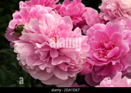 Pfingstrose Der Fawn. Doppelte rosa Pfingstrose Blume. Im Garten blüht ein wunderschöner rosa Pfingstrose.