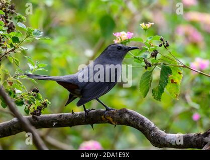 Ein Grauer Catbird () auf einem Ast. Houston, Texas, USA. Stockfoto