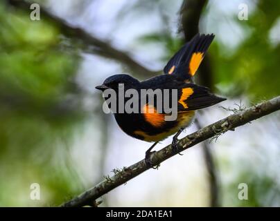 Ein männlicher amerikanischer Rotstarter (Setophaga ruticilla) auf einem Ast. Houston, Texas, USA. Stockfoto