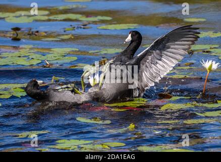 Zwei amerikanische Coots (Fulica americana) kämpfen in einem Teich in einer erbitterten Schlacht. Brazoria National Wildlife Refuge, Texas, USA. Stockfoto