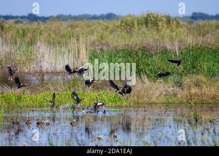 Ein Schwarm von Schwarzbauchpfeifenden Enten (Dendrocygna autumnalis), die über den Sumpfteich fliegen. Anahuac National Wildlife Refuge. Texas, USA. Stockfoto