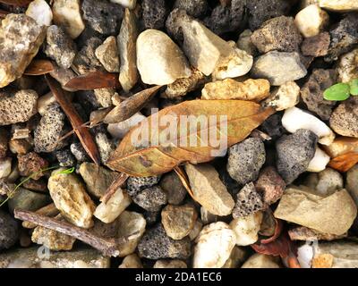 Hintergrund von kleinen Kieselsteinen mit einem getrockneten Herbstblatt Stockfoto