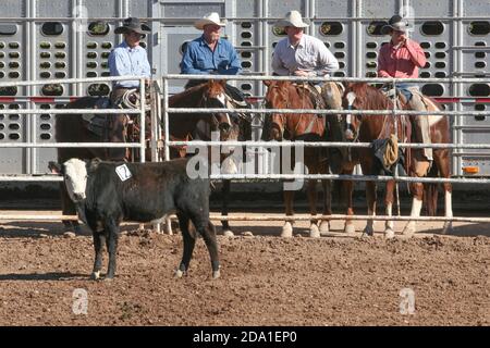 Rodeo-Veranstaltung bei der Arizona National Livestock Show, Phoenix, Arizona Stockfoto