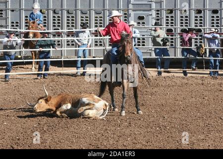 Rodeo-Veranstaltung bei der Arizona National Livestock Show, Phoenix, Arizona Stockfoto