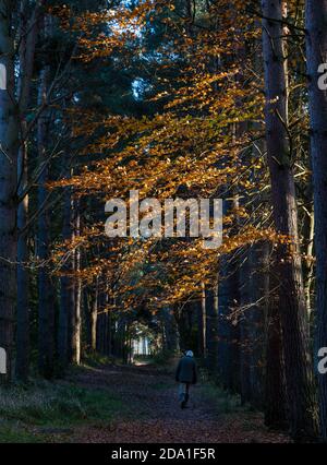 Fußweg durch sonnenbeschienenen Herbstbäumen, Binning Wood, East Lothian, Schottland, Großbritannien Stockfoto