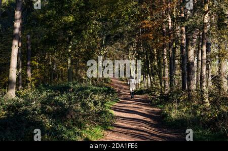 Älterer Mann, der auf einem Fußweg durch sonnendurchflutete Herbstbäume, Binning Wood, East Lothian, Schottland, Großbritannien, läuft Stockfoto