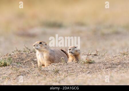 Ein Paar Schwarzschwanz-Präriehunde in den (Cynomys ludovicianus), Theodore Roosevelt NP, N. Dakota, USA, von Dominique Braud/Dembinsky Photo Assoc Stockfoto