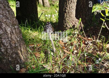 Elster Pilz oder Coprinus Picaceus und sein natürlicher Lebensraum des Ätna Park, Sizilien Stockfoto