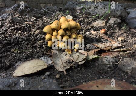 Klumpen von winzigen und orangen Pilzen auf vulkanischem Land des Ätna Park, Sizilien Stockfoto