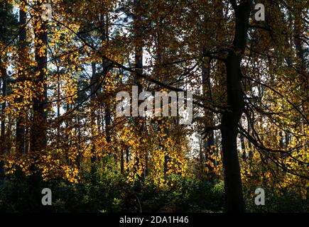 Sonne scheint durch Herbstwälder Buchen, Binning Wood, East Lothian, Schottland, UK Stockfoto