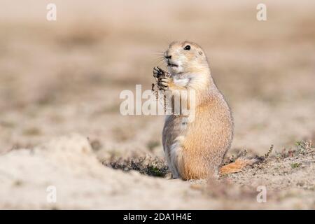 Schwarzschwanz-Präriehund (Cynomys ludovicianus), der russische Distel frisst, Herbst, Theodore Roosevelt NP, ND, USA, von Dominique Baud/Dembinsky Photo Assoc Stockfoto