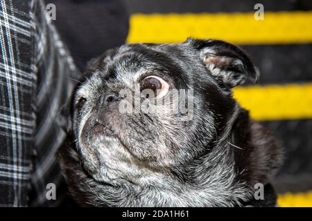Ein sehr niedlicher schwarzer Mops Hund mit großen Augen suchen Traurig Stockfoto