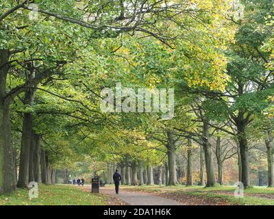 Blick auf einen von Bäumen gesäumten Pfad im Cassiobury Park In Watford, da die Blätter im November fallen Stockfoto