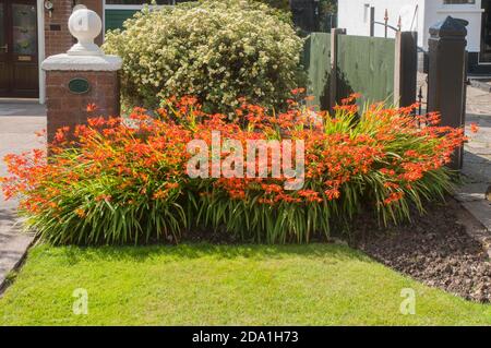 Bett von leuchtend orange Crocosmia wächst in einer Blumengrenze Im Sommer vor dem Haus Stockfoto