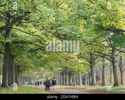 Blick auf einen von Bäumen gesäumten Pfad im Cassiobury Park In Watford, da die Blätter im November fallen Stockfoto