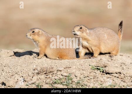 Ein Paar Schwarzschwanz-Präriehunde in den (Cynomys ludovicianus), Theodore Roosevelt NP N. Dakota, USA, von Dominique Braud/Dembinsky Photo Assoc Stockfoto