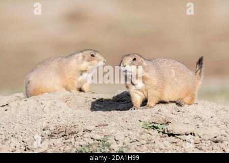 Ein Paar Schwarzschwanz-Präriehunde in den (Cynomys ludovicianus), Theodore Roosevelt NP, N. Dakota, USA, von Dominique Braud/Dembinsky Photo Assoc Stockfoto