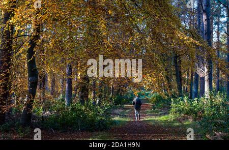 Älterer Mann, der auf einem Fußweg durch sonnendurchflutete Herbstbuchenbäume, Binning Wood, East Lothian, Schottland, Großbritannien, läuft Stockfoto