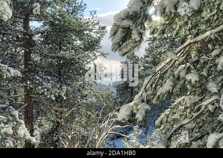 Schneebedeckte Äste in einem Pinienwald des Ätna Park, Sizilien Stockfoto