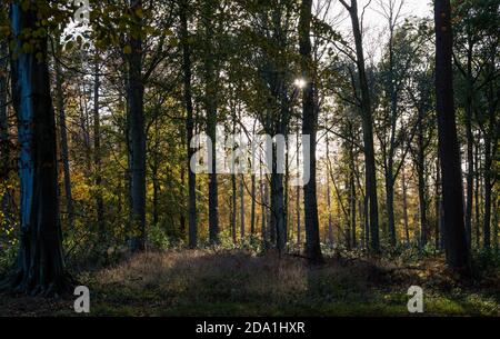 Sonne scheint durch Herbstwaldbäume, Binning Wood, East Lothian, Schottland, Großbritannien Stockfoto