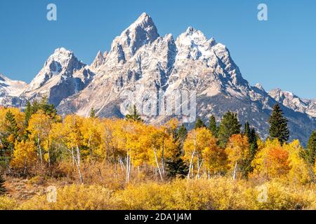 Autumn Aspens, Mt Moran, Grand Teton National Park, WY, USA, von Dominique Braud/Dembinsky Photo Assoc Stockfoto