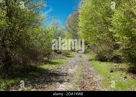 Weg durch grünes Dickicht im Nebrodi Park, Sizilien Stockfoto