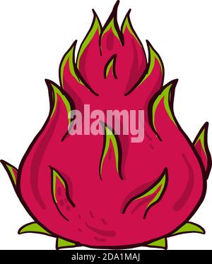 Rote Pitaya , Illustration, Vektor auf weißem Hintergrund Stock Vektor