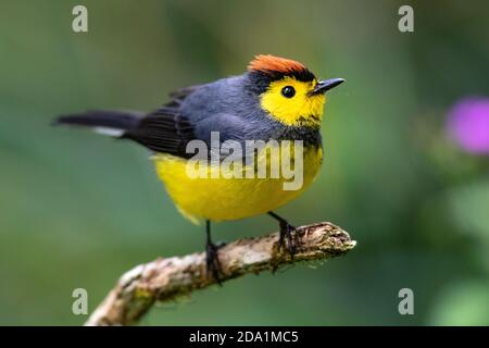 Collared Redstart (Myioborus torquatus) - Paraiso Quetzal Lodge, San Gerardo de Dota, Provinz San Jose, Costa Rica Stockfoto