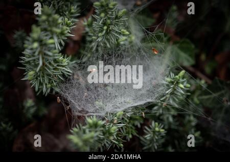 Tropfen von Tau Klammern sich an Spinnennetz auf Kiefer Stockfoto