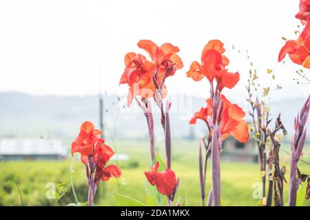 Schöne hohe rote Canna Blumen auf dem Feld, Flora und Gärten, Natur auf dem Land, asiatische Landschaft, closeup Canna, helle und positive Blumen Stockfoto