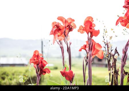 Schöne hohe rote Canna Blumen auf dem Feld, Flora und Gärten, Natur auf dem Land, asiatische Landschaft, closeup Canna, helle und positive Blumen Stockfoto