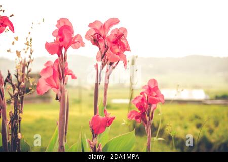 Schöne hohe rote Canna Blumen auf dem Feld, Flora und Gärten, Natur auf dem Land, asiatische Landschaft, closeup Canna, helle und positive Blumen Stockfoto