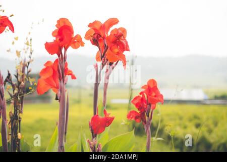 Schöne hohe rote Canna Blumen auf dem Feld, Flora und Gärten, Natur auf dem Land, asiatische Landschaft, closeup Canna, helle und positive Blumen Stockfoto