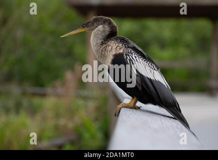 Flauschige Federn des weiblichen Anahinga Vogels auf Geländer Stockfoto