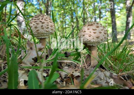 Zwei Parasol-Pilze oder Macrolepiota Procera aus nächster Nähe im Nebrodi-Nationalpark, Sizilien, Italien Stockfoto