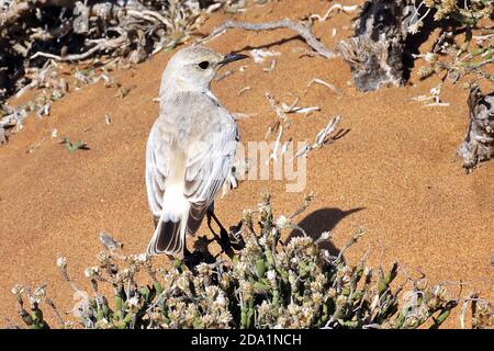Ein Tractrac Chat (emarginata tractrac), der auf Laub in der Dorob-Wüste außerhalb von Swakopmund, Namibia, thront.