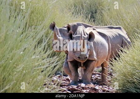 Ein Paar wilder Schwarzer Nashörner (Diceros bicornis), die in der felsigen Wüste des Damaraland, Namibia, um eumorbische Bäume herumlaufen Stockfoto