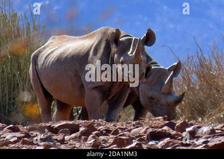 Ein Paar wilder Schwarzer Nashörner (Diceros bicornis), die in der felsigen Wüste des Damaraland, Namibia, um eumorbische Bäume herumlaufen Stockfoto