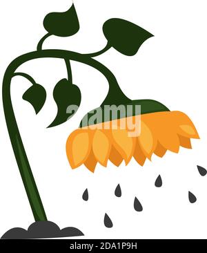 Sonnenblumenkerne, Illustration, Vektor auf weißem Hintergrund Stock Vektor