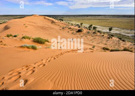 Person zu Fuß auf der Big Red Sand Dune, eine berühmte Touristenattraktion in der Nähe von Birdsville, Queensland, QLD, Australien Stockfoto