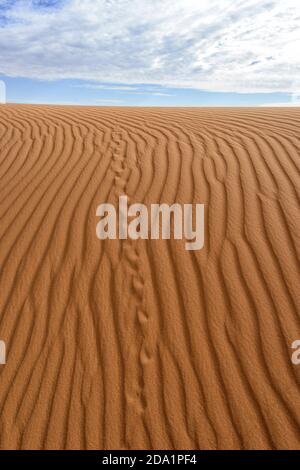 Tierspuren und Sandmuster auf der Big Red Sand Dune, einer berühmten Touristenattraktion in der Nähe von Birdsville, Queensland, QLD, Australien Stockfoto