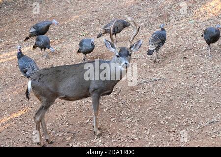 Ein Bock mit großem Geweih steht auf einem Feld, umgeben von wilden Truthähnen. Stockfoto