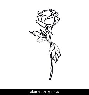 Rosebud Linienzeichnung. Vektor Umriss Blume in einem trendigen minimalistischen Stil. Stock Vektor