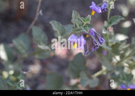 Purple Dolde Blütenstand, Chaparral Nachtschatten, Solanum Xanti, Solanaceae, native mehrjährige, San Bernardino Mountains, Transverse Ranges, Sommer. Stockfoto