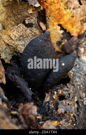 Xylaria polymorpha Stockfoto