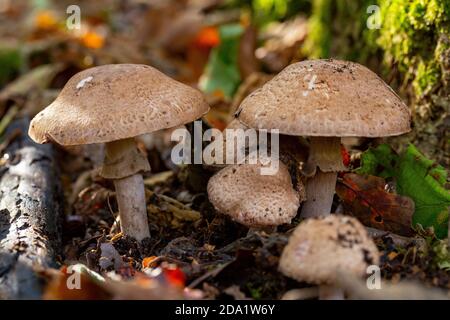 Agaricus silvaticus Stockfoto