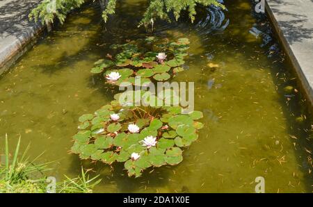 Künstlicher Teich im Park mit blühenden Lilien Stockfoto